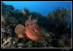Huge scorpionfish at the Islas Medes :-D by Daniel Strub 